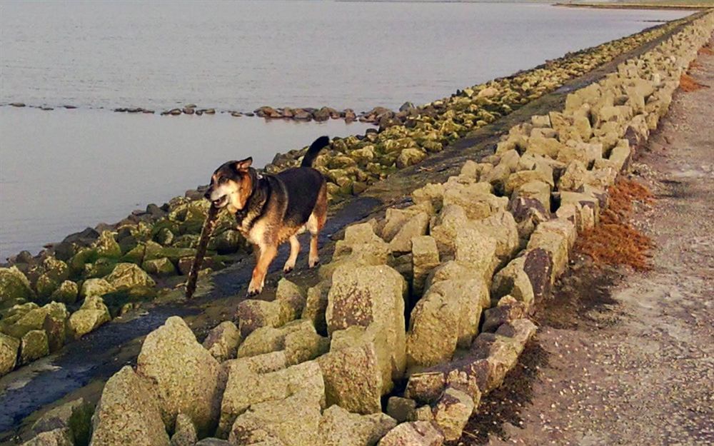 Hotel, Restaurant, Cafe Pharisaeerhof - Nordseeurlaub Mit Hund Nordstrand Esterno foto
