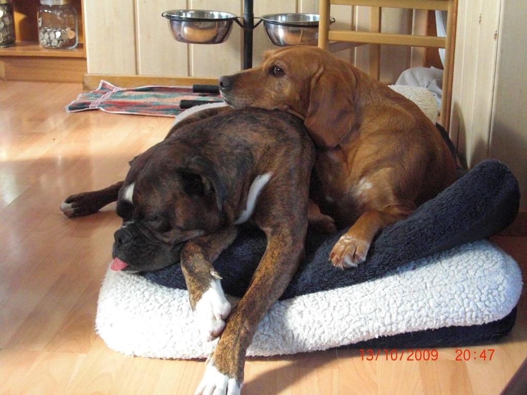 Hotel, Restaurant, Cafe Pharisaeerhof - Nordseeurlaub Mit Hund Nordstrand Esterno foto