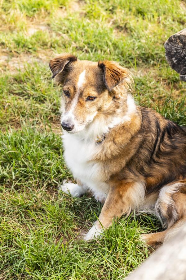 Hotel, Restaurant, Cafe Pharisaeerhof - Nordseeurlaub Mit Hund Nordstrand Esterno foto